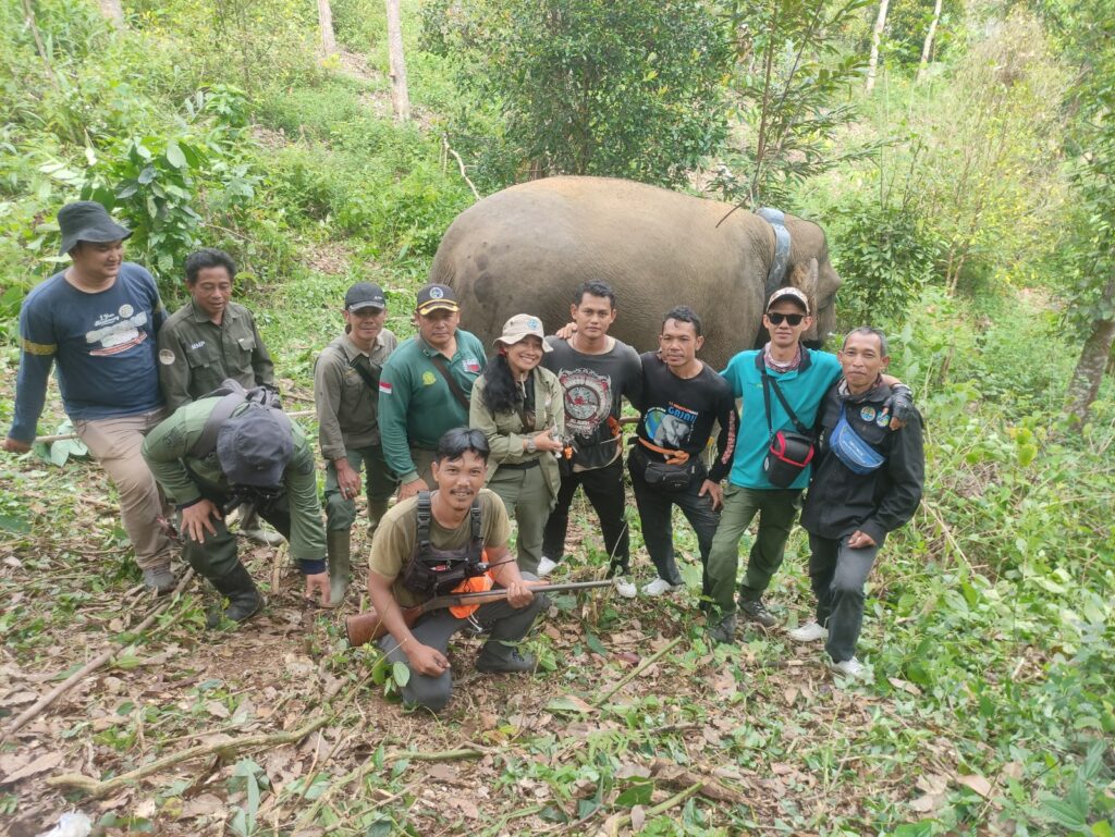 PEMASANGAN GPS COLLAR PADA GAJAH BETINA DEWASA “LESTARI” KECAMATAN SUOH KABUPATEN LAMPUNG BARAT