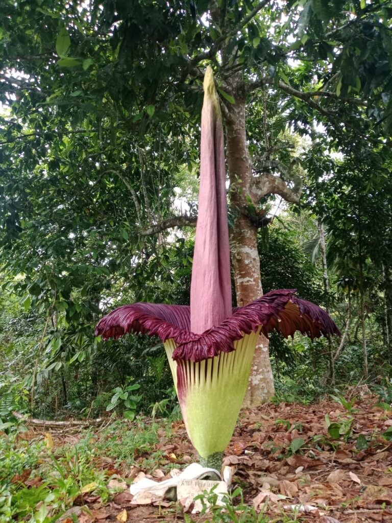 Bunga bangkai “Amorphophallus titanum” Mekar Sempurna!!